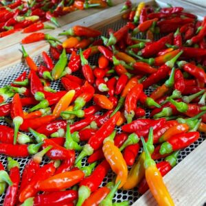 WEST HAVEN FARM - Birds Eye chillies