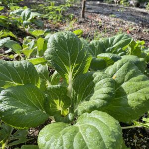 WEST HAVEN FARMS - Pak Choi