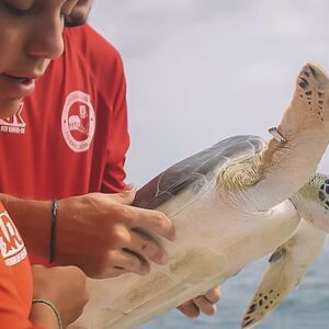 BONITA - Turtle Tagging