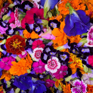 WEST HAVEN FARMS - Edible flowers
